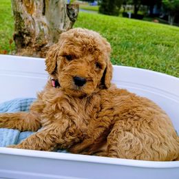 Goldendoodle Puppies from Alicia Re