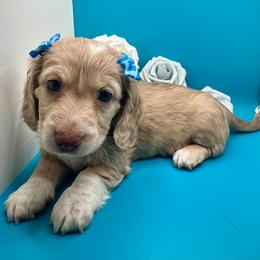 Female 2 - Dapple female Dachshund puppy in Snow Camp, North Carolina from V's Southern Angels