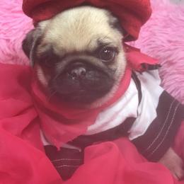 Pug Puppies from Pickwick Pugs