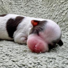 Portia - Chocolate female Havanese puppy in Hendersonville, North Carolina from Kim's Cove Dog Co.