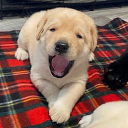 Labrador Retriever Puppies from Sacandaga Labrador Retrievers