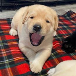 Labrador Retriever Puppies from Sacandaga Labrador Retrievers