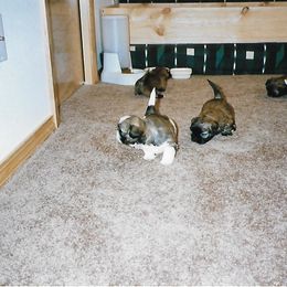 Shih Tzu Puppies from Shih Tzu Dreams Come True