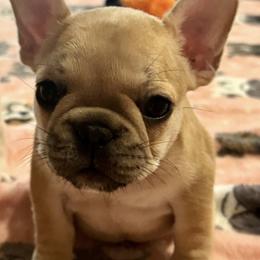 French Bulldog Puppies from Painted Desert Frenchies