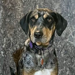Kimber - Catahoula Leopard Dog