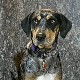 Kimber - Catahoula Leopard Dog