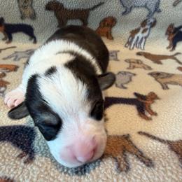 Tri Male 3 - Black and tan male Pembroke Welsh Corgi puppy in Thornton, New Hampshire from Dinger’s Dogs