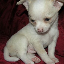 Chihuahuas from Corina Markowicz
