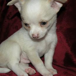 Chihuahuas from Corina Markowicz