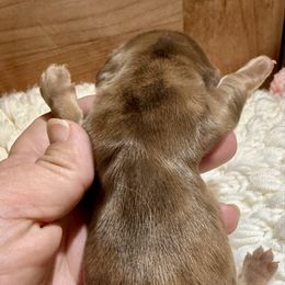 Clara - Cream female Dachshund puppy in Bennett, North Carolina from Cherished Dachshunds