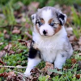 Aussiedoodle and Australian Shepherd Puppies from Double M Aussies