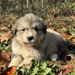 Great Pyrenees Puppies from Natalie Hnatkiv