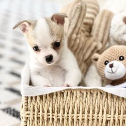 Harry - Cream and white male Chihuahua puppy in Oviedo, Florida from ROYALCHIHUAHUAPUPPY