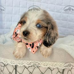 Mr. Red-3800 - Dapple male Dachshund puppy in Sparr, Florida from From the Heart Doxies