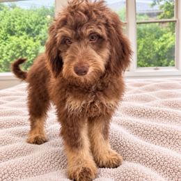 Otter - Red phantom male Aussiedoodle puppy in North Royalton, Ohio from Johnson's Doodles