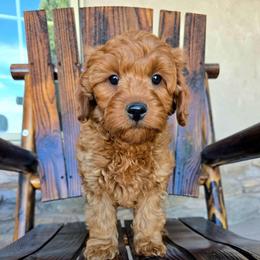 Rory - Red male Cavapoo puppy in Erda, Utah from Country Lane Doodles