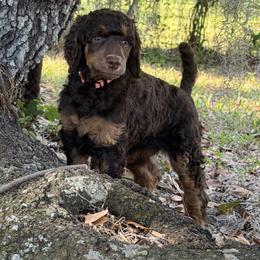 Adelina - Phantom female Poodle puppy in La Belle, Florida from Shieldwall Kennels