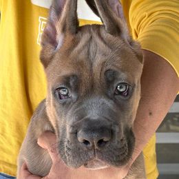 Cane Corso Puppies from Marcus Attilius Cane Corso