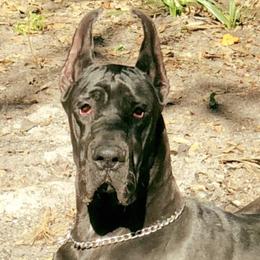Great Danes from Southern Danes LLC