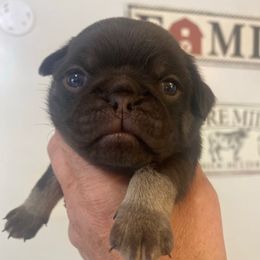 Brownie - Black female Pug puppy in Ridgefield, Washington from Cupid’s Pugs