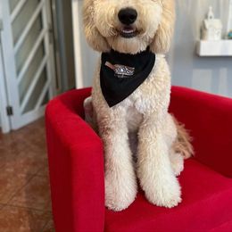 Goldendoodle and Saint Berdoodle All Grown Up from Golden Pond Doodle’s DFW