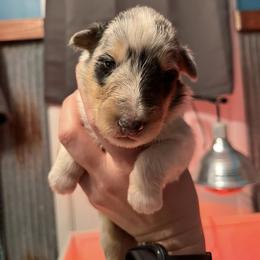 Collie Puppies from A/K Rough Collies