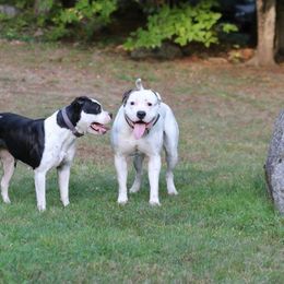 American Bulldog Puppies from Northern Woods