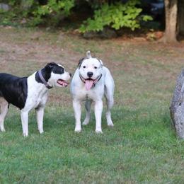 American Bulldog Puppies from Northern Woods
