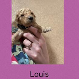 AKC Standard poodle Louis - Red  male Poodle puppy in Harrisburg, Arkansas from Ransone’s Ridge Runners Poodles and Doodles