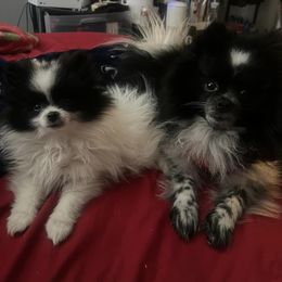 Pomeranians from Mack's Blue Merle Poms
