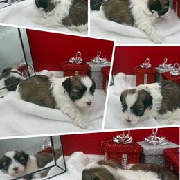 Maltipoo puppies from Loris Pampered Pooches💕