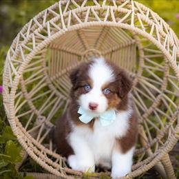 Harbor - Red tri-color male Australian Shepherd puppy in Georgetown, Texas from River Reign Australian Shepherds