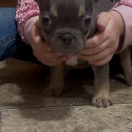 Cookie - Blue male French Bulldog puppy in Gerber, California from In The Zone Dog Training and Breeding