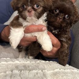 Shih Tzu Puppies from Lux Shih Tzu of New England
