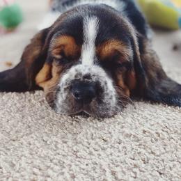 Basset Hound Puppies from Low and Slow Basset Hounds