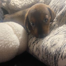 Dachshund Puppies from Harper’s Waggin Winnie’s