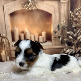 Girl 1   4300 - Black tan and white female Biewer Terrier puppy in Nicholls, Georgia from Southeast Biewers