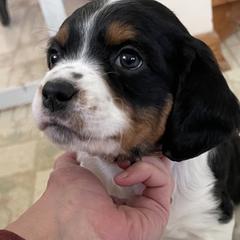 French Brittany Puppies from Swift Family Farm, LLC