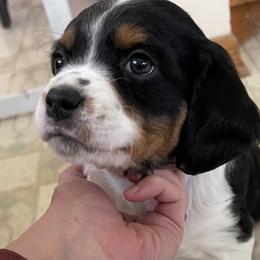 French Brittany Puppies from Swift Family Farm, LLC