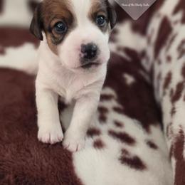 Poppy - White and tan female Russell Terrier puppy in Harvel, Illinois from Ruff and Tumble Russell Terriers