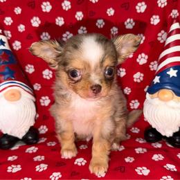 Caleb - Merle male Chihuahua puppy in Palmyra, Indiana from Country Star Chihuahuas