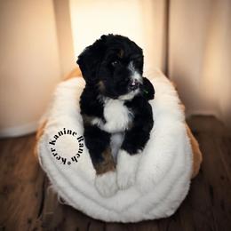 Theodore - Tri-color male Bernedoodle puppy in Ashton, Idaho from Kerr Kanine Ranch