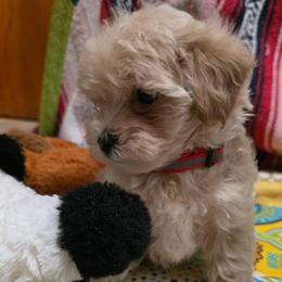 Zoey - Cream female Maltipoo puppy in Arkansas from Brew House