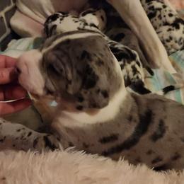 Merle Mantle Female - Merle female Great Dane puppy in Gig Harbor, Washington from Lakaya Danes