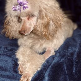 Kendall - Silver-beige  female Poodle puppy in Amarillo, Texas from Amarillo Toy Poodles