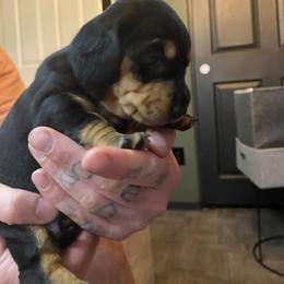 Dachshund Puppies from Desert Dachshunds