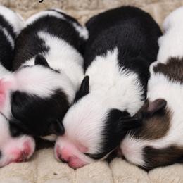 Shichons and Shih Tzus from Manor Hills Shih Tzus