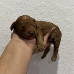 Zeus - Red  male Poodle puppy in Miami, Florida from Poodles 4 Life