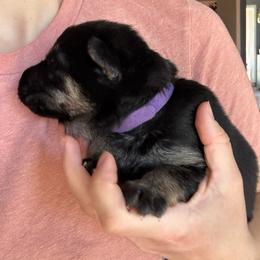 Girl - Black and tan female German Shepherd puppy in Windsor, Colorado from German Shepherds