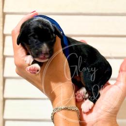 Blue - Tri-color male Bernedoodle puppy in Rockwall, Texas from Glory Doodles